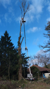 Photo de galerie - Abbatage dun peuplier de 35 mètre 
travaux réalisés  avec un nacelle de 25 mètre
