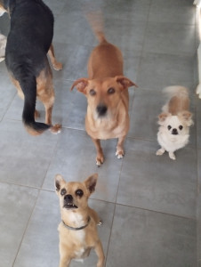 Photo de galerie - On attend le biscuit du matin 