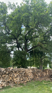 Photo de galerie - Elagage et coupe d'arbres