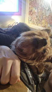 Photo de galerie - Je veille sur vos animaux et prends soin d’eux avec attention et bienveillance, en assurant leur confort et leur sécurité en votre absence.