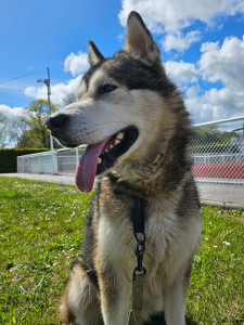 Photo de galerie - Garde chien