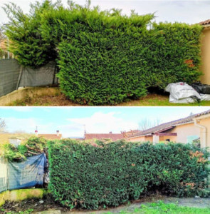 Photo de galerie - Rabattage de haie de cyprès sur 1 mètre de hauteur et taille latérale 