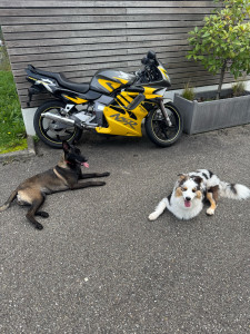 Photo de galerie - Garde de mon toutou et de celui d’une voisine 