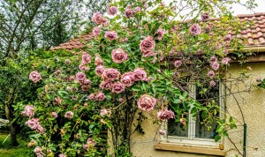 Photo de galerie - Habiller un abri de jardin de roses 