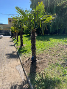 Photo de galerie - Plantation de palmiers.