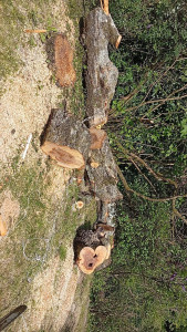 Photo de galerie - Abattage boulot 