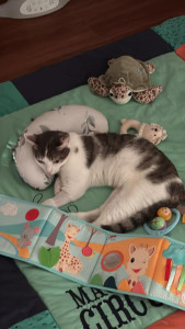 Photo de galerie - Petit chat de 1 ans et demi gardez une semaine après une opération du bassin suite à un accident de voiture. 
