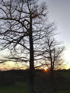 Photo de galerie - Entretiens ,taille ,coupes  pour 
grande et petite hauteur par Cordistes diplômés !