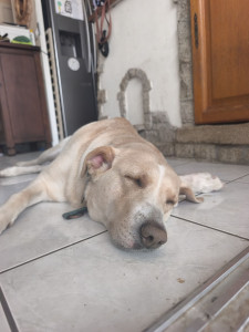 Photo de galerie -  la jolie cookie en pleine sieste 