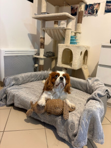 Photo de galerie - Garde chiens et chats 