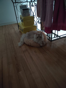 Photo de galerie - Garde animaux