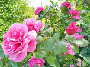 Photo de galerie - Roses de mon jardin . 