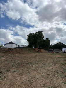 Photo de galerie - Elagage et coupe d'arbres