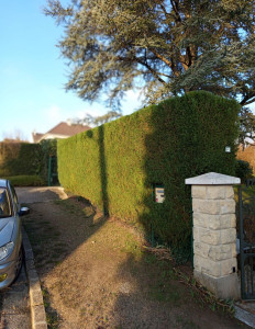 Photo de galerie - Taille d'une haie de Thuya [2/2]