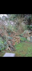 Photo de galerie - Abattage d'arbres et nettoyages du chantier