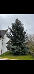 Photo de galerie - Elagage et coupe d'arbres