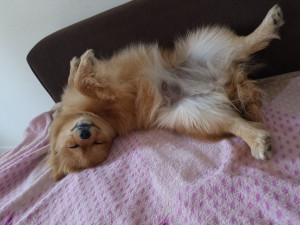 Photo de galerie - Garde chien