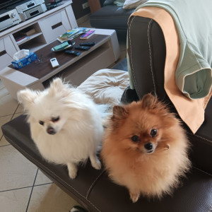 Photo de galerie - Garde chien