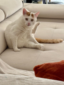 Photo de galerie - Garde chat