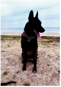 Photo de galerie - Biker superbe malinois