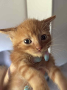 Photo de galerie - Ma petite Tokyo 