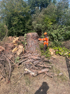 Photo de galerie - Abattage pain parasol