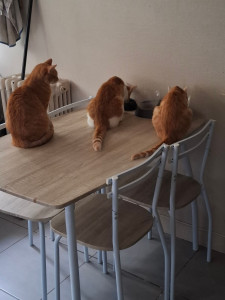 Photo de galerie - Trio gardé au domicile des propriétaires 