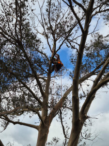 Photo de galerie - Taille éclaircie eucalyptus 