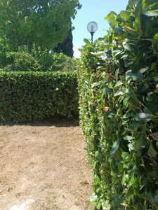 Photo de galerie - Taille de haies et d'arbustes