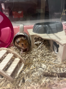 Photo de galerie - Just’in mon hamster angora 