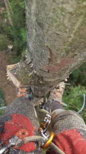 Photo de galerie - Abattage d'un sapins 