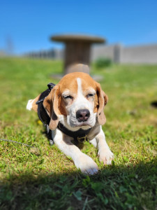 Photo de galerie - Joyce est une Beagle que je garde régulièrement depuis bientôt 4 ans. J’ai l’habitude de m’occuper d’elle et je la connais très bien.