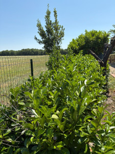 Photo de galerie - Redressement de la haies 