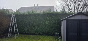 Photo de galerie - Taille de haie 