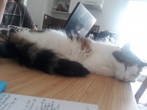 Photo de galerie - Le chat posé sur la table ! 
