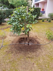 Photo de galerie - .