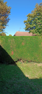 Photo de galerie - Taille de haie 