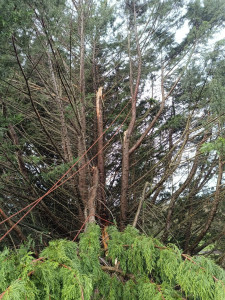 Photo de galerie - Intervention périlleuse suite à une branche tombée après une tempête qui est restée dans l'arbre