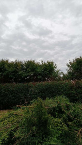 Photo de galerie - Rabattage d’une haie 