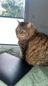 Photo de galerie - Garde de chat