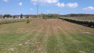 Photo de galerie - TONTE ET DÉBROUSSAILLAGE