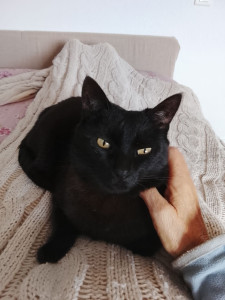 Photo de galerie - Ella s'est rapidement adaptée chez moi.
