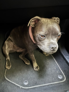 Photo de galerie - Je souhaite garder ou promener des animaux  