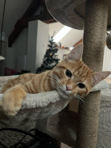 Photo de galerie - Mon chat Willow 