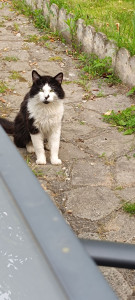 Photo de galerie - J'ai toujours grandi avec des chats. Aujourd'hui le mien est parti, mais je continue de garder les chats des autres personnes. C'est un bonheur 