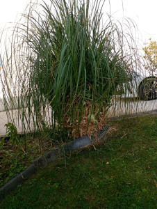 Photo de galerie - Jardinier