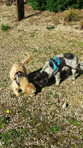 Photo de galerie - Fripouille et Oscar, 2 adorables chiens que je vais sortir 3 fois par jour chez leur propriétaire lorsqu'elle s'absente.