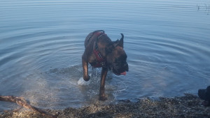 Photo de galerie - Garde chien