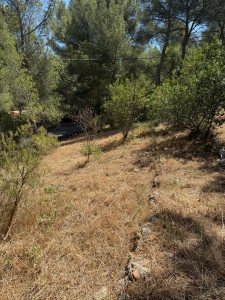 Photo de galerie - Tonte de pelouse - Débroussaillage