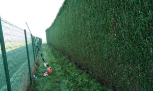 Photo de galerie - Taille de haie 